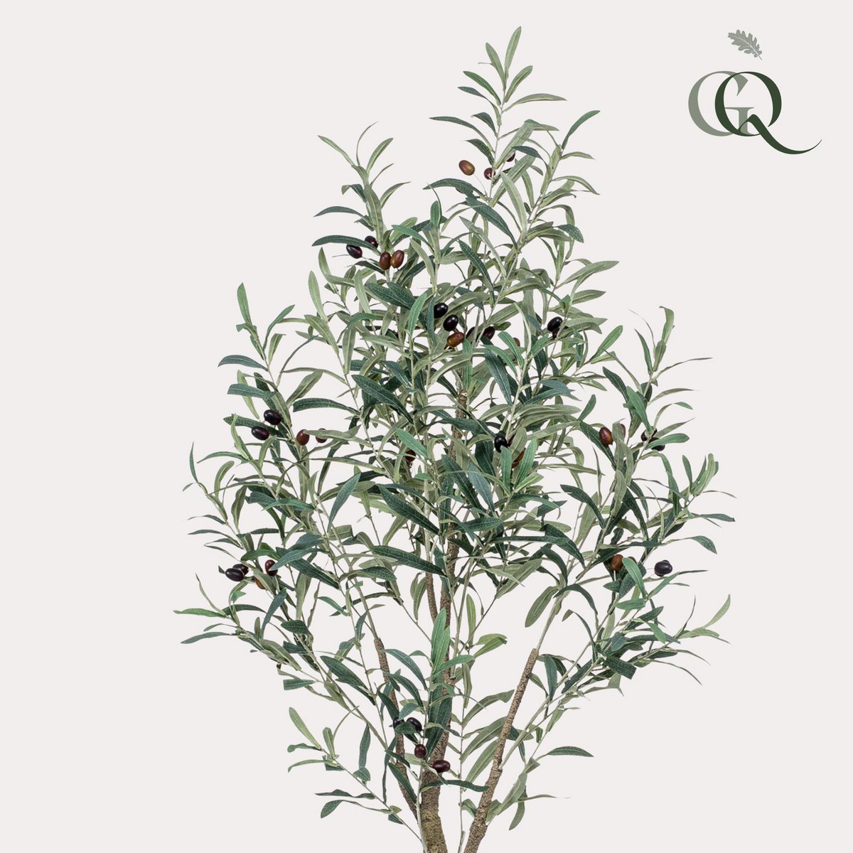 Art Olivenbaum - Olea Europaea - Olivenbaum - 140 cm
