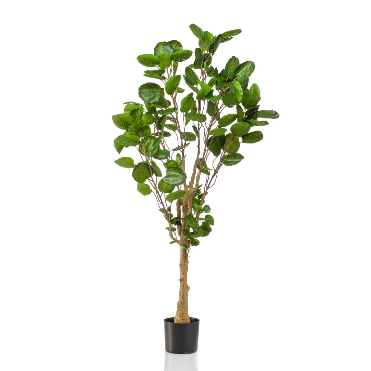 Kunstpflanze - POLYSCIAS - ARALIA - 150 cm