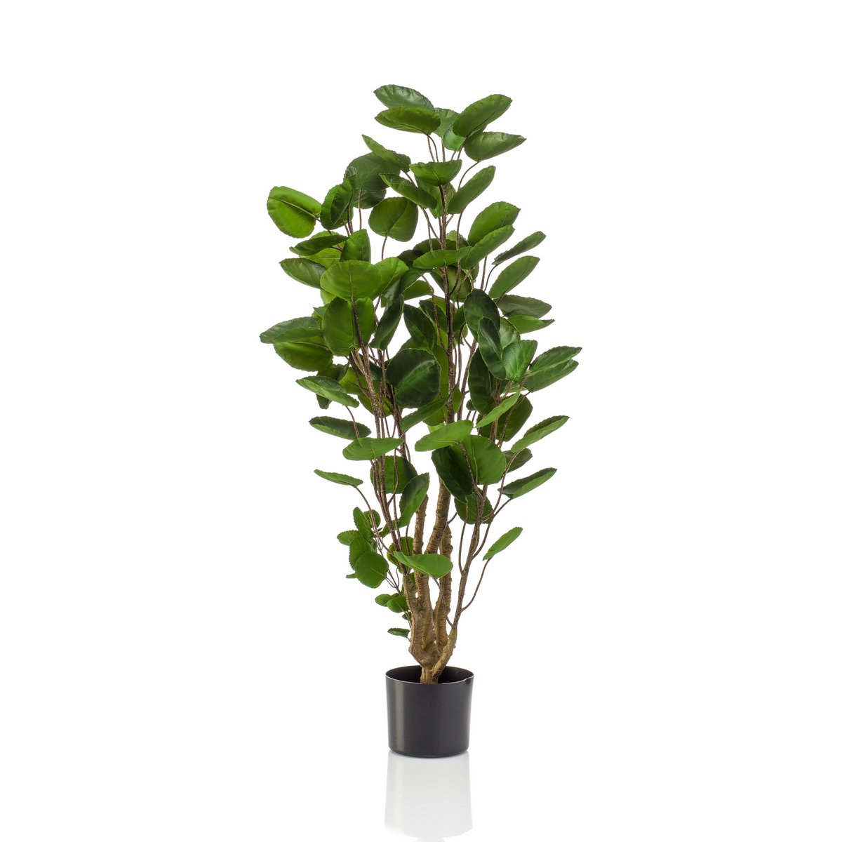 Kunstpflanze - POLYSCIAS - ARALIA - 105 cm