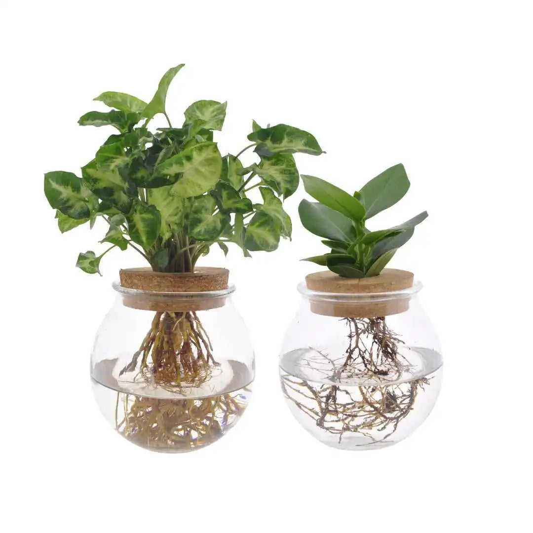 Bolglas Duo Clusia/Syngonium Green - 2 Stück - Ø12cm - ↕30cm - HomeDesign Knaus