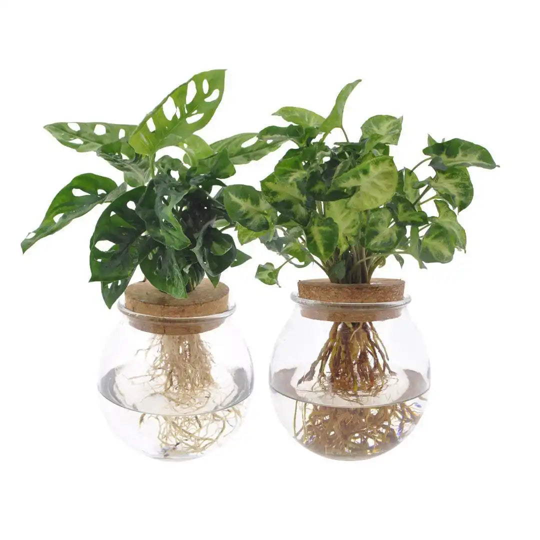 Bolglas Duo Monstera Adansonii/Syngonium Green - 2 Stück - Ø12cm - ↕12-30cm - HomeDesign Knaus