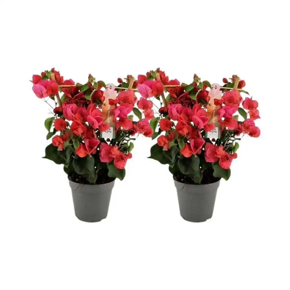 Bougainvillea Rood Rek - 2 Stück - Ø12cm - ↕40cm - HomeDesign Knaus