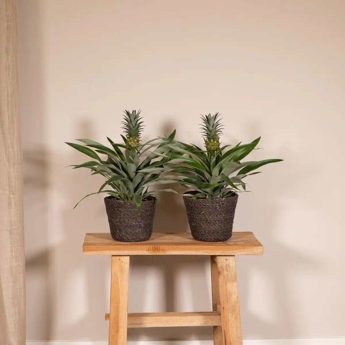 Bromelie – Ananaspflanze – 2 Stück – 30 cm – ø12 - HomeDesign Knaus