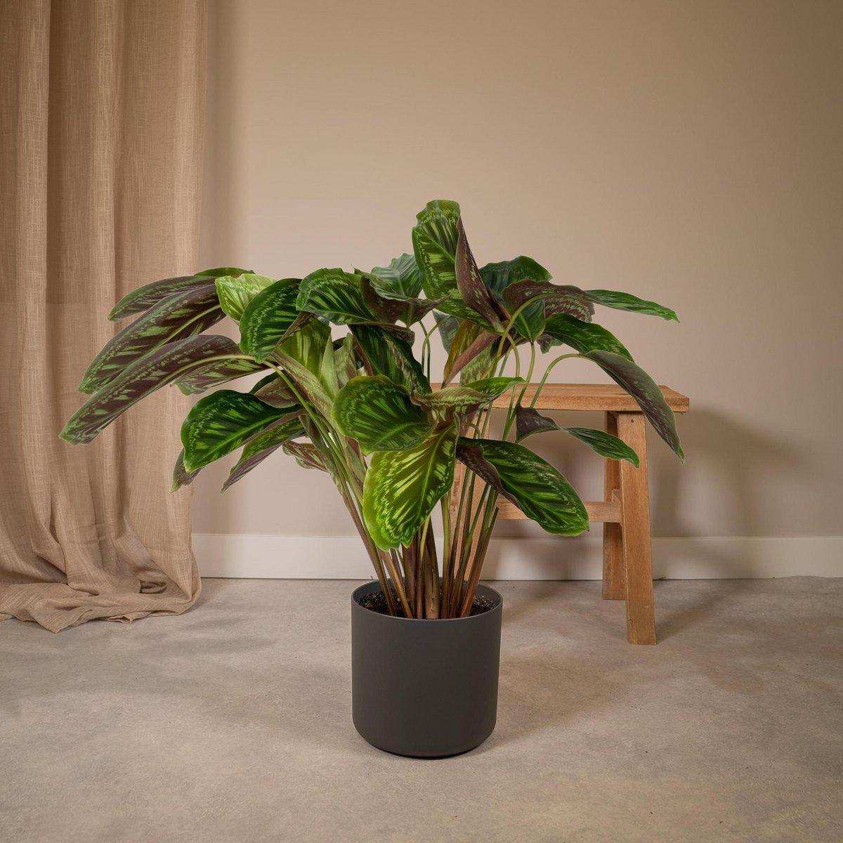 Calathea Flamestar - Ø19cm - ↕75cm - HomeDesign Knaus