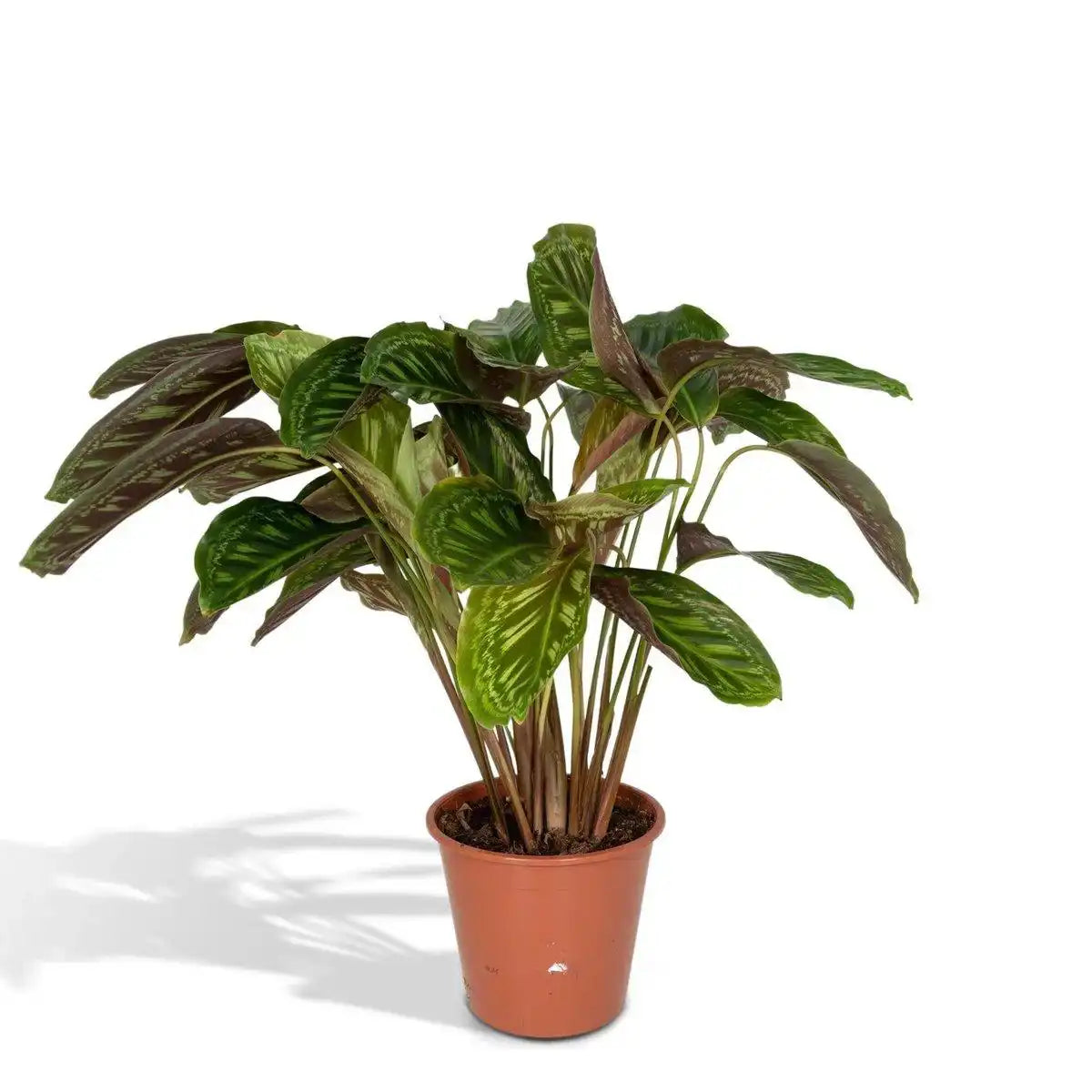 Calathea Flamestar - Ø19cm - ↕75cm - HomeDesign Knaus