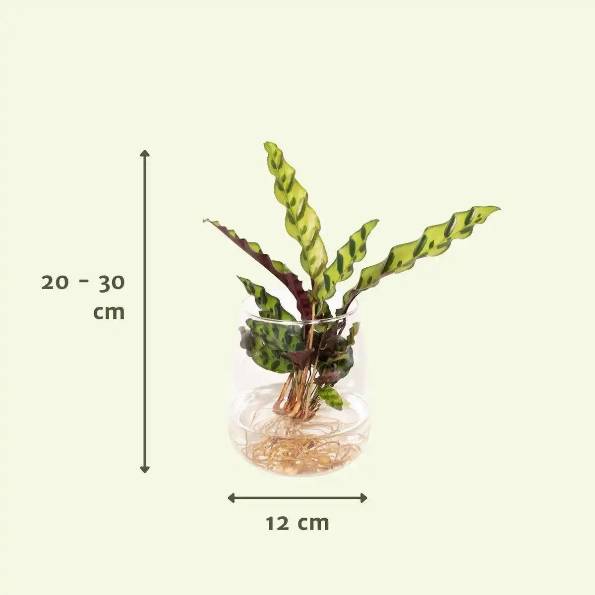 Calathea Insignis aus Kingstonglas - ø12cm - ↕30cm - HomeDesign Knaus