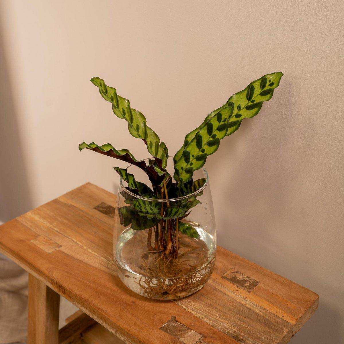 Calathea Insignis aus Kingstonglas - ø12cm - ↕30cm - HomeDesign Knaus