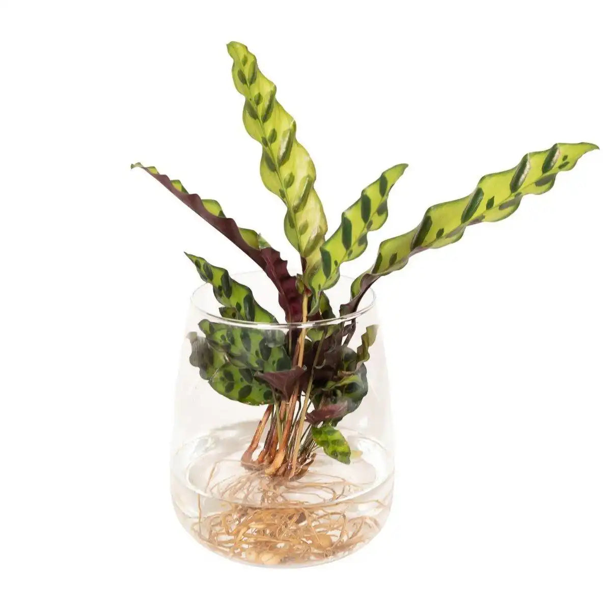 Calathea Insignis aus Kingstonglas - ø12cm - ↕30cm - HomeDesign Knaus