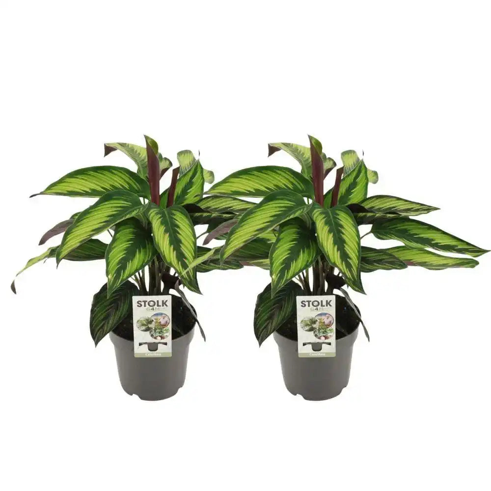 Calathea Majestica Princeps - 2 Stück - Ø14cm - ↕45cm - HomeDesign Knaus