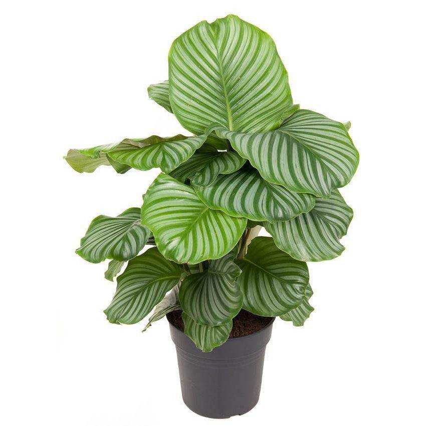 Calathea Orbifolia - Ø24cm - ↕70cm - HomeDesign Knaus