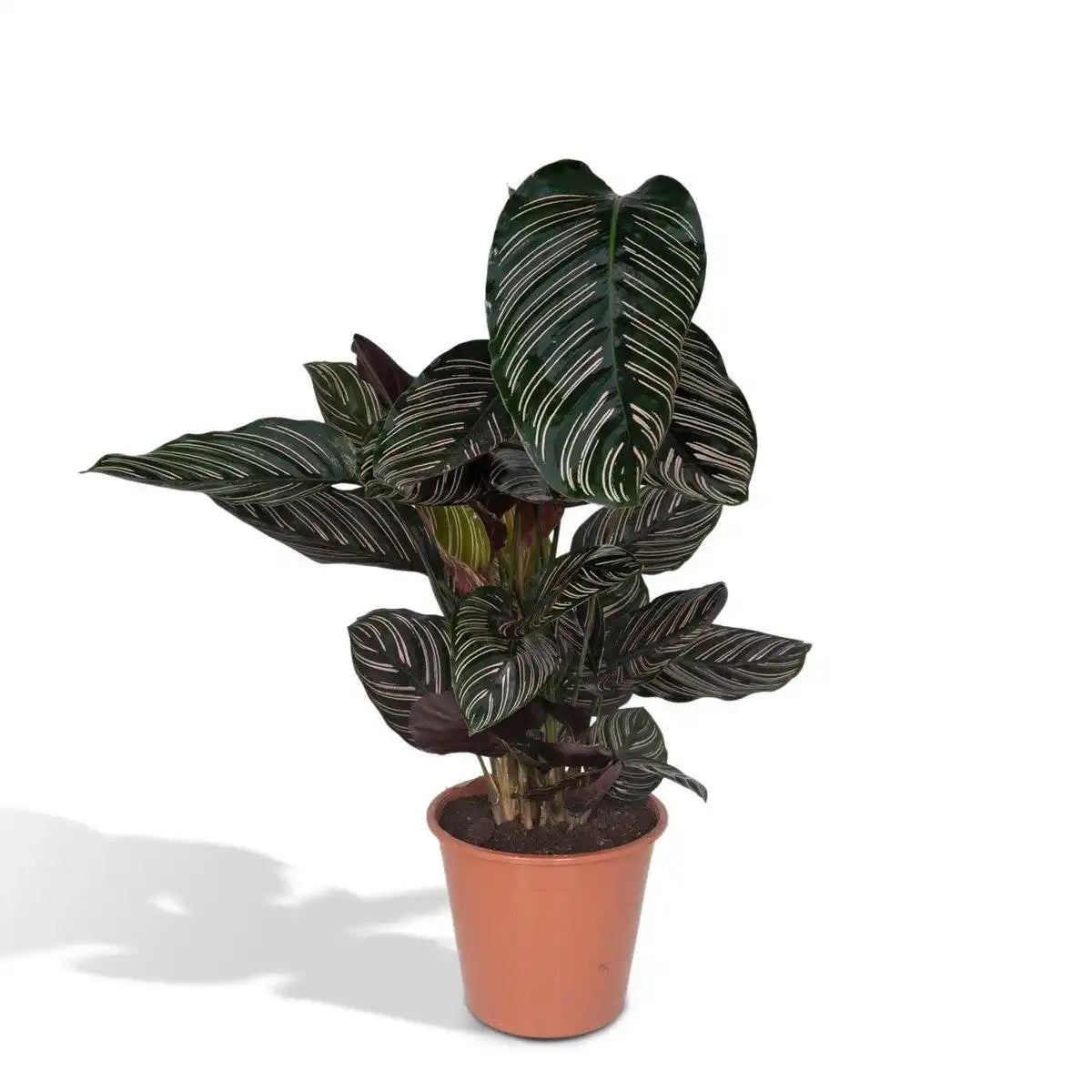 Calathea Ornata - Ø19cm - ↕75cm - HomeDesign Knaus