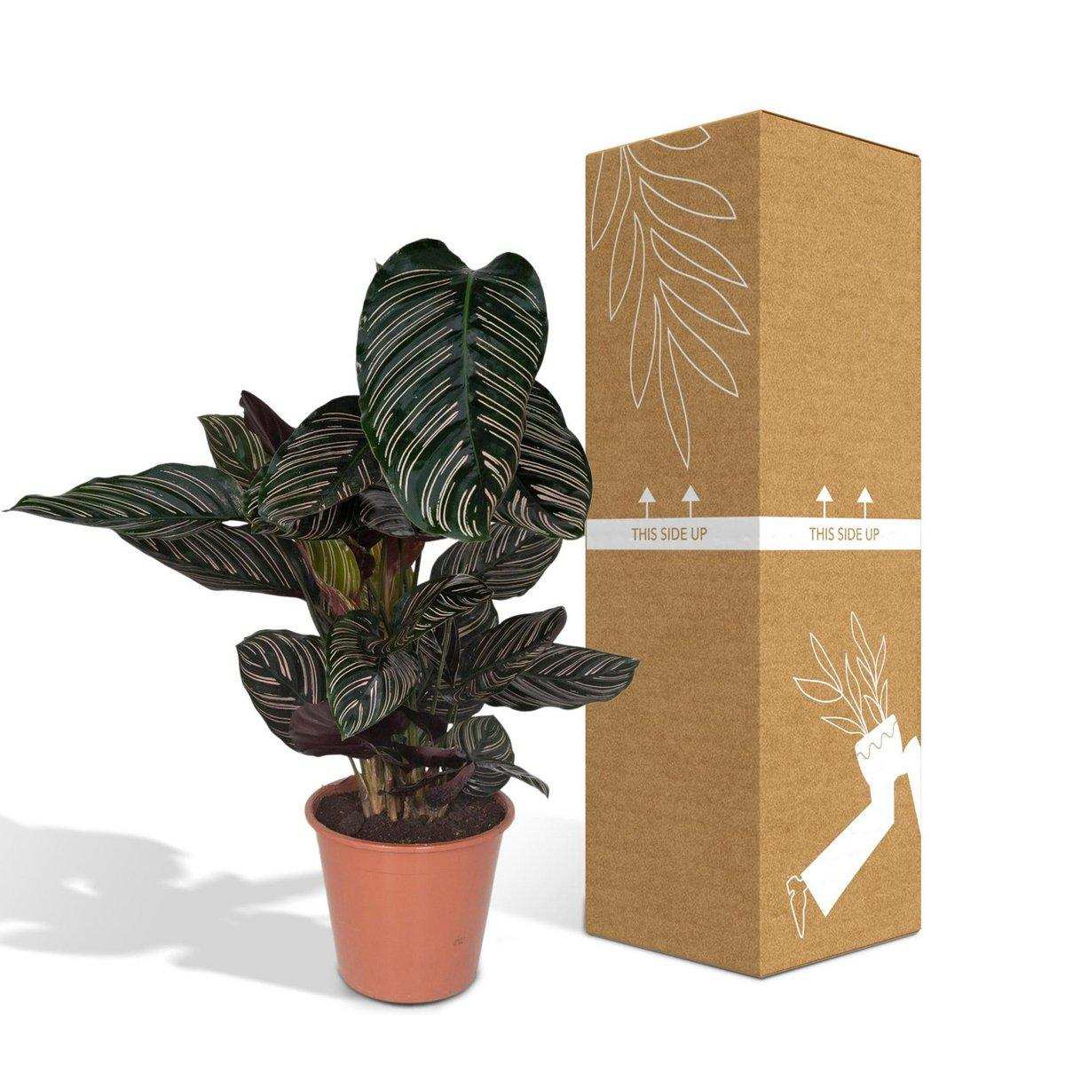 Calathea Ornata - Ø19cm - ↕75cm - HomeDesign Knaus