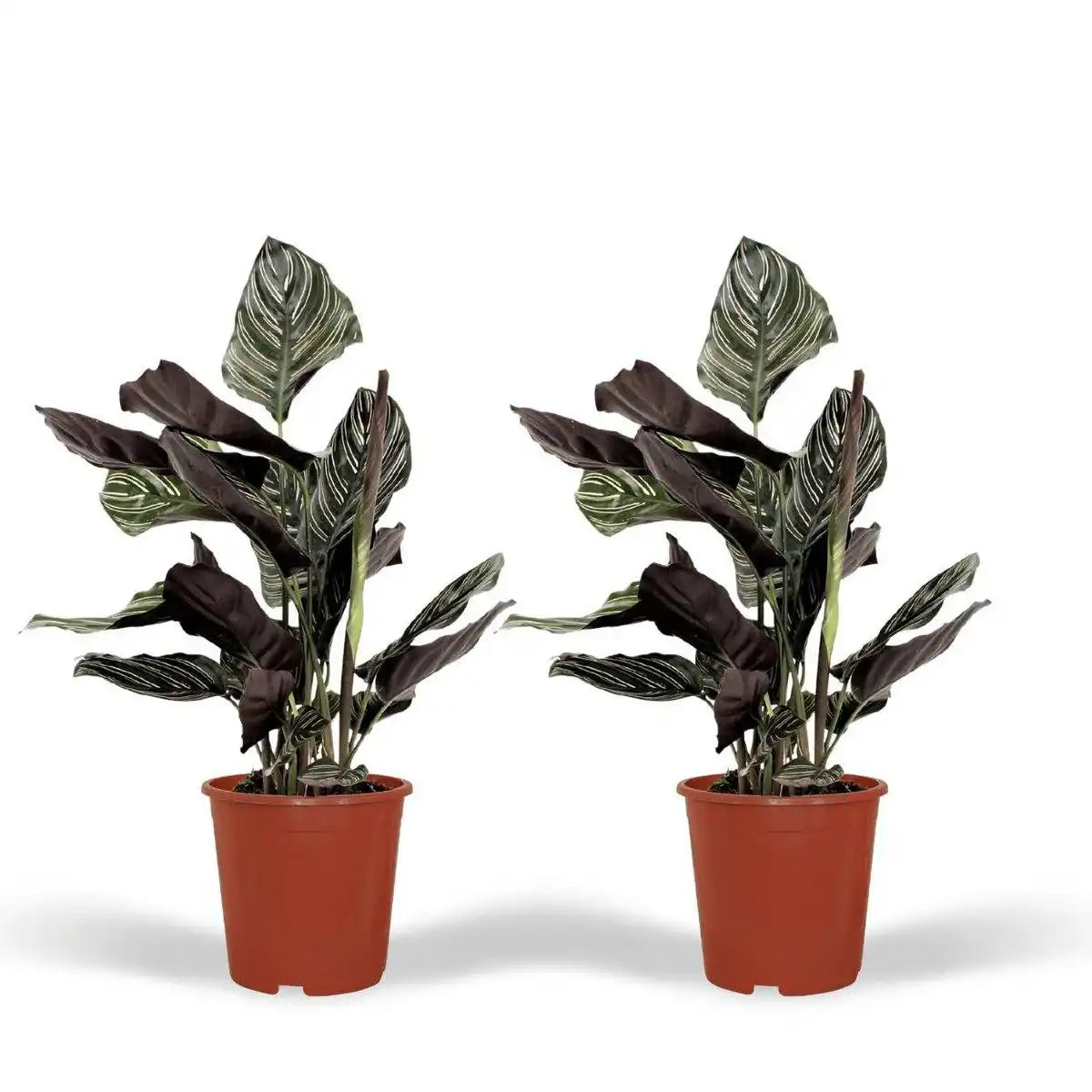 Calathea Ornata - Pfauenpflanze - 2 Stück - ø14cm - ↕50cm - HomeDesign Knaus