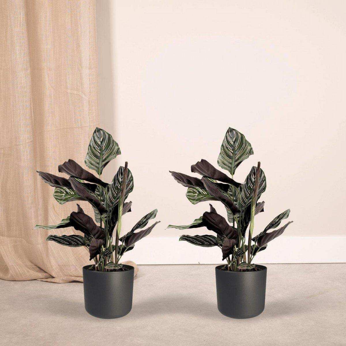 Calathea Ornata - Pfauenpflanze - 2 Stück - ø14cm - ↕50cm - HomeDesign Knaus
