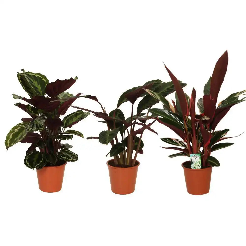 Calathea Symphony - 3 Stück - Ø19cm - ↕70-80cm - HomeDesign Knaus
