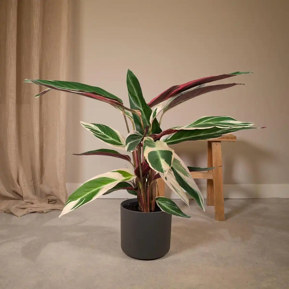 Calathea Triostar - Ø19cm - ↕70cm - HomeDesign Knaus