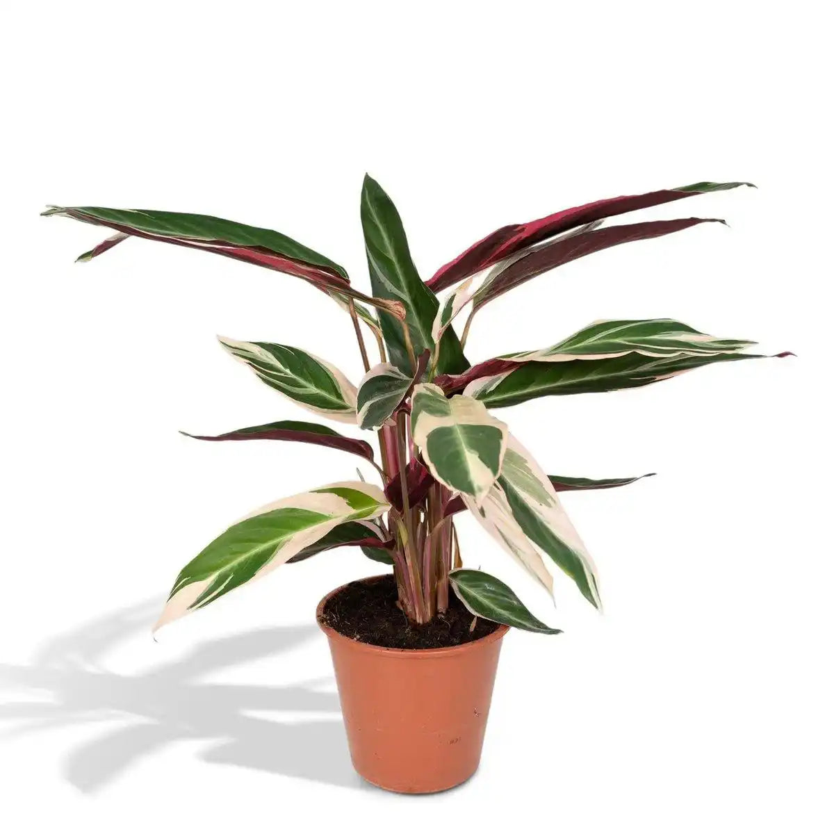 Calathea Triostar - Ø19cm - ↕70cm - HomeDesign Knaus