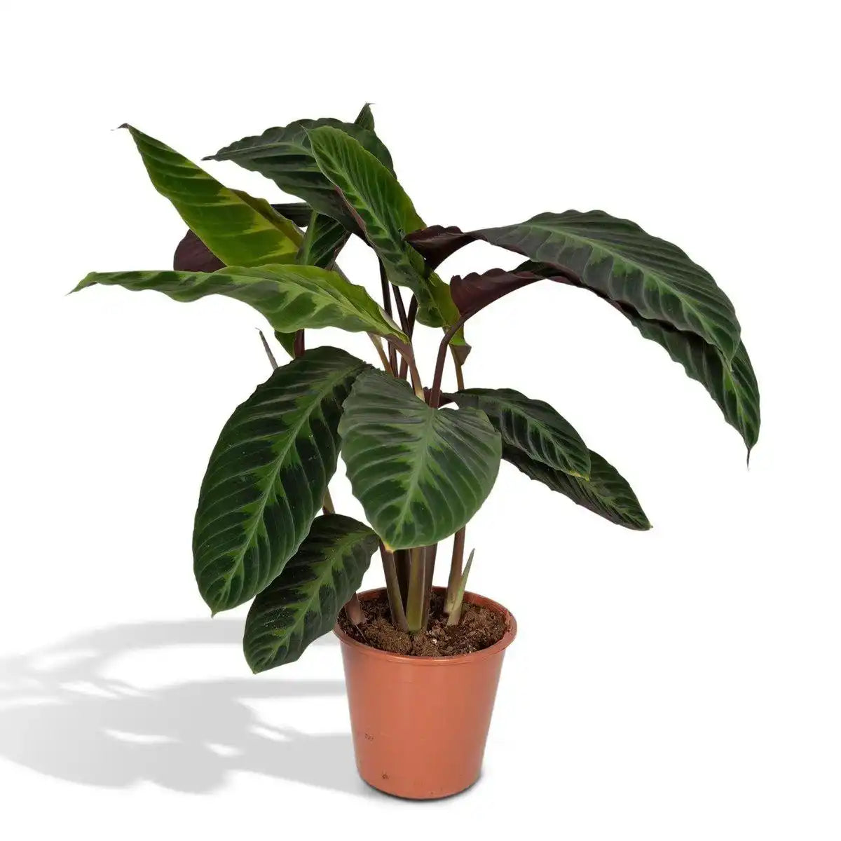 Calathea Warscewiczii - Pfauenpflanze - Ø19cm - ↕70cm - HomeDesign Knaus