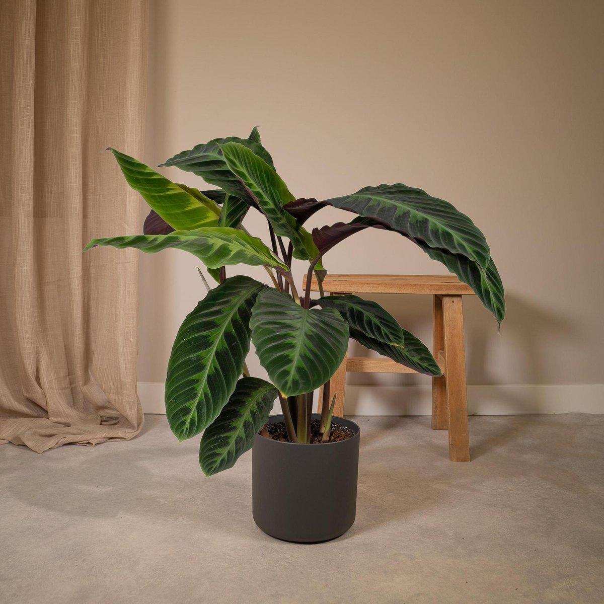 Calathea Warscewiczii - Pfauenpflanze - Ø19cm - ↕70cm - HomeDesign Knaus