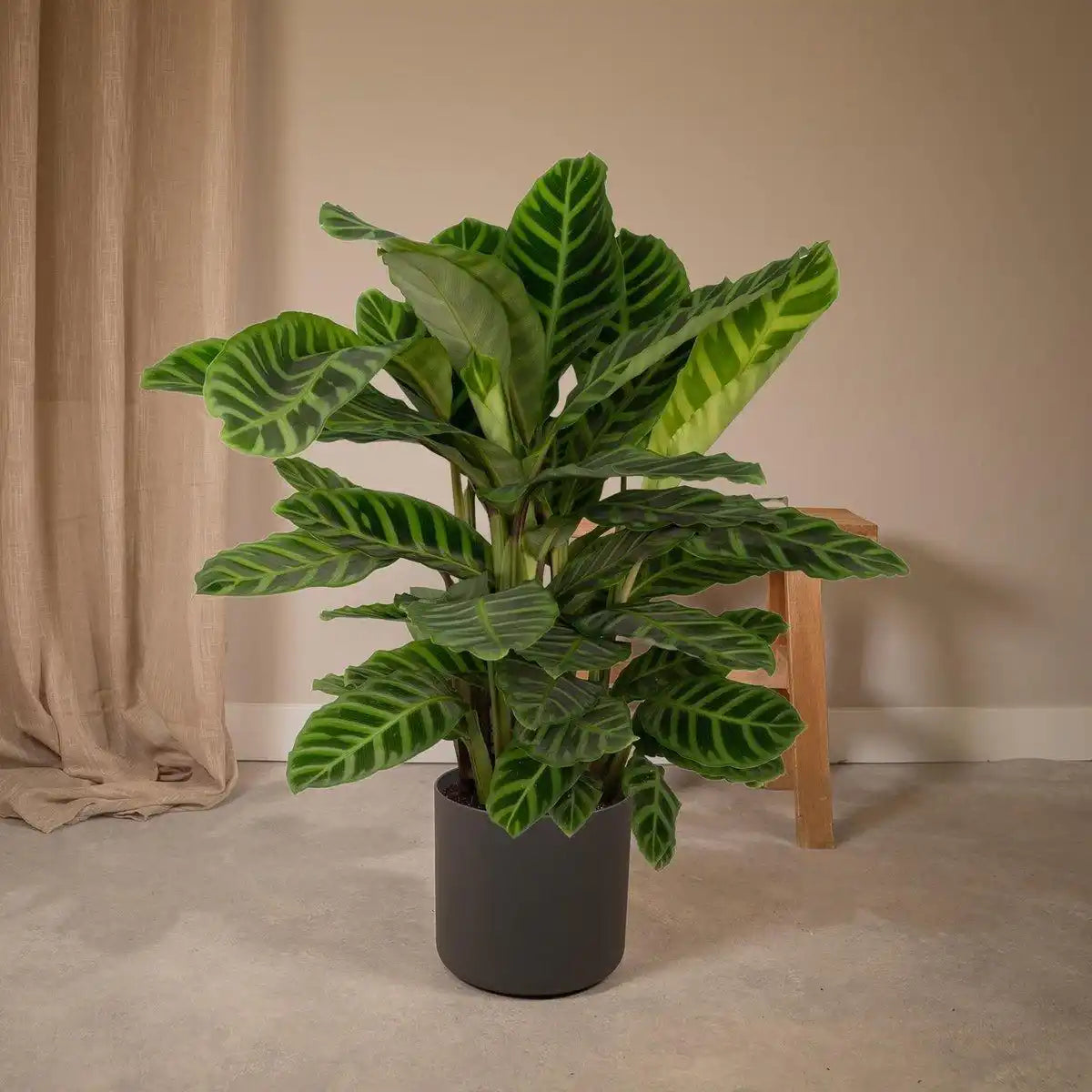 Calathea Zebrina - Ø19cm - ↕80cm - HomeDesign Knaus