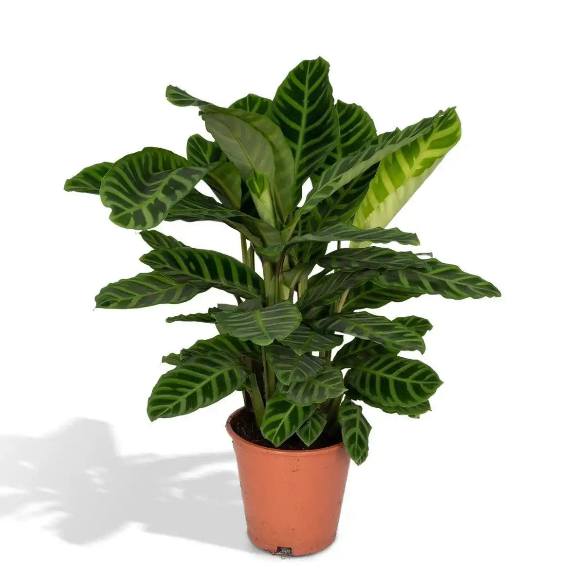 Calathea Zebrina - Ø19cm - ↕80cm - HomeDesign Knaus