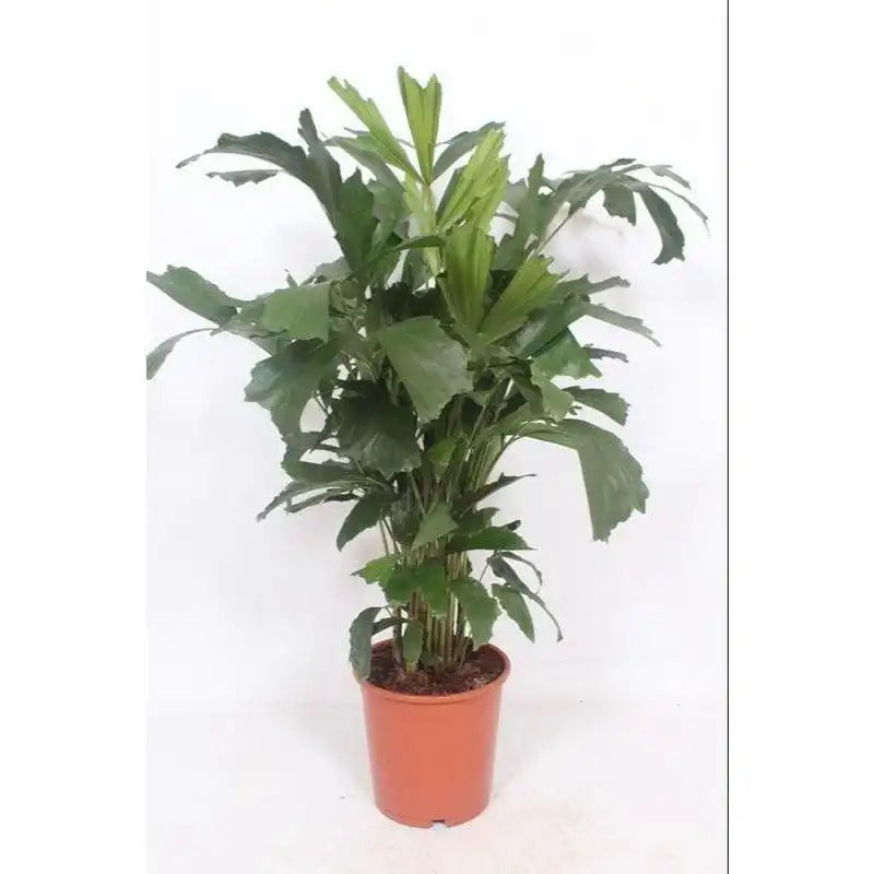 Caryota Mitis – Ø24cm – ↕110cm - HomeDesign Knaus