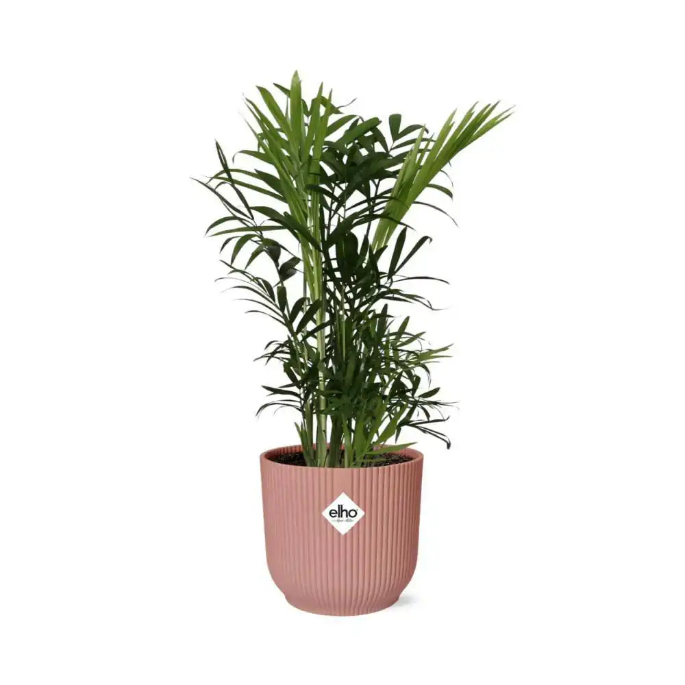 Chamaedorea Elegans in ELHO Vibes Fold 14cm rosa - HomeDesign Knaus
