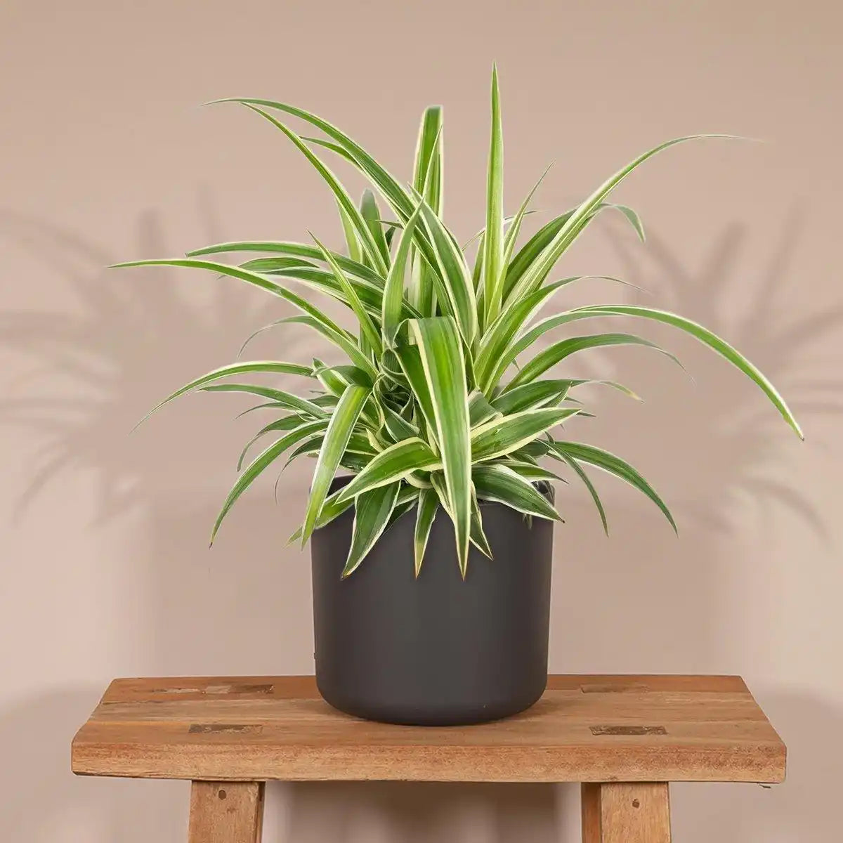 Chlorophytum - Graslilie - Ø12cm - ↕25cm - HomeDesign Knaus