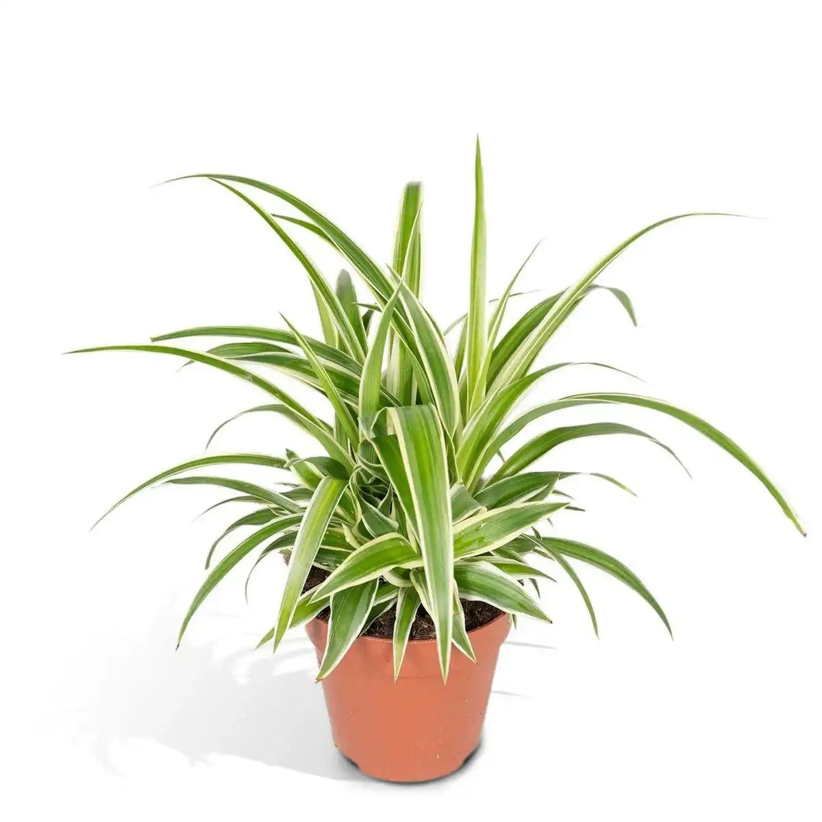 Chlorophytum - Graslilie - Ø12cm - ↕25cm - HomeDesign Knaus