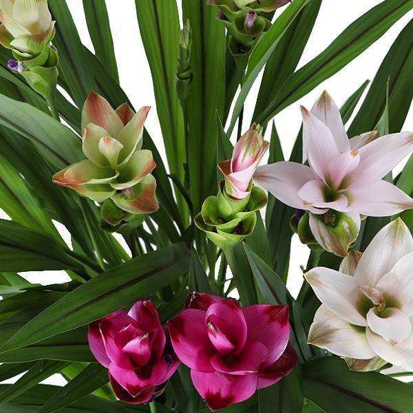 Curcuma Siam Mix - 3 Stück - Ø17cm - ↕60-65cm - HomeDesign Knaus