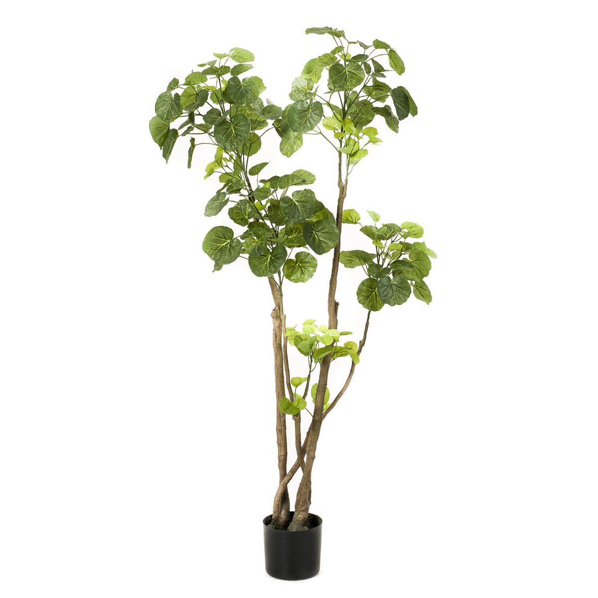 Kunstpflanze - Polyscias - Aralia - 135 cm