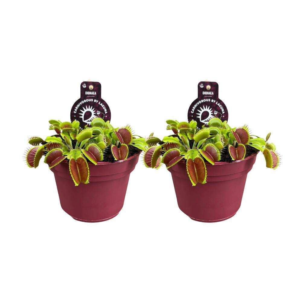 Dionaea Muscipula - 2 Stück - Ø12cm - ↕12cm - HomeDesign Knaus