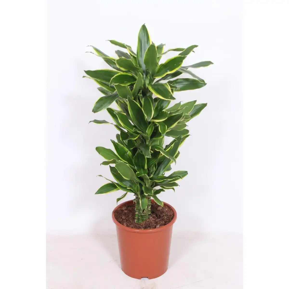 Dracaena Golden Coast – Ø27cm – ↕110cm - HomeDesign Knaus