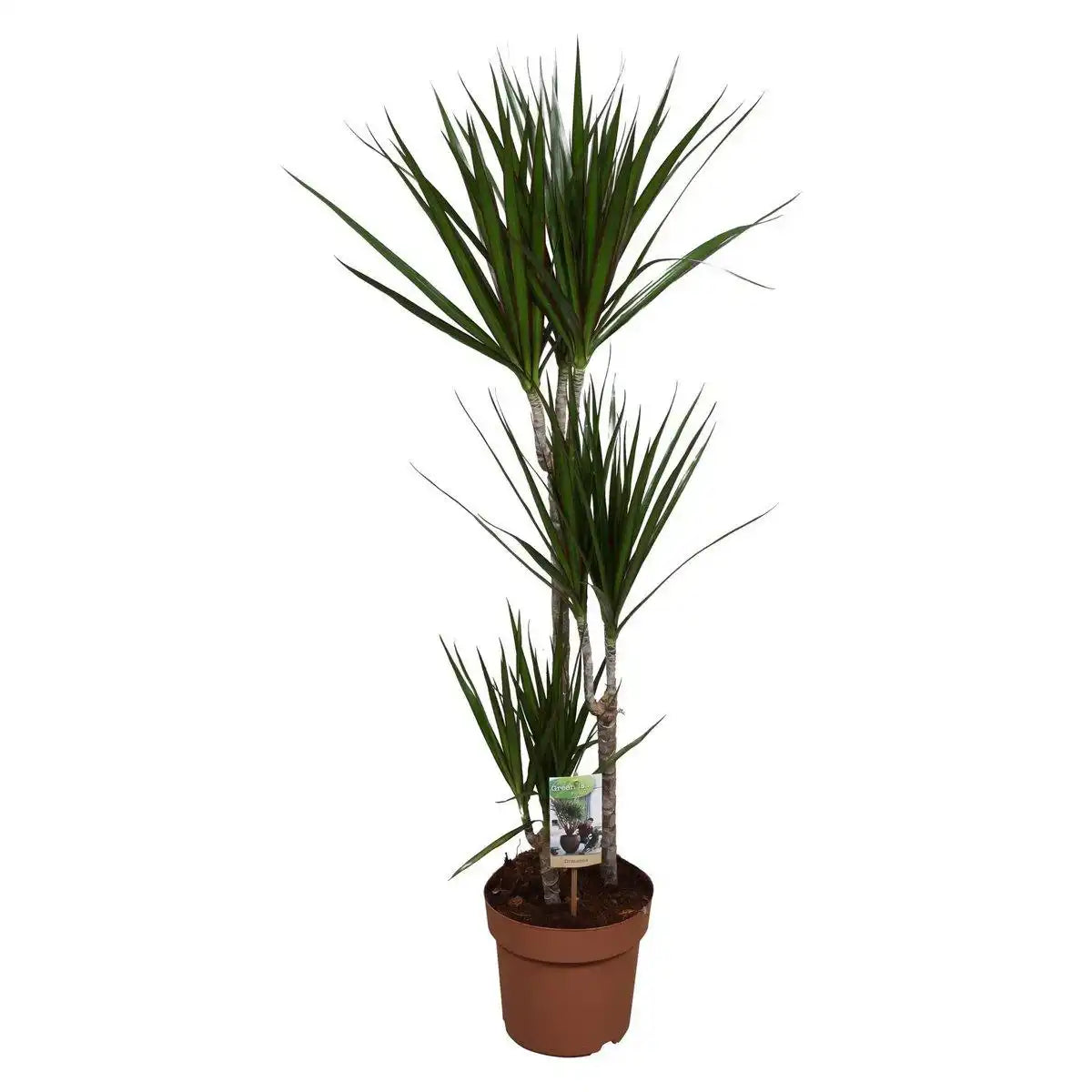 Dracaena Marginata - Ø21cm - ↕120cm - HomeDesign Knaus