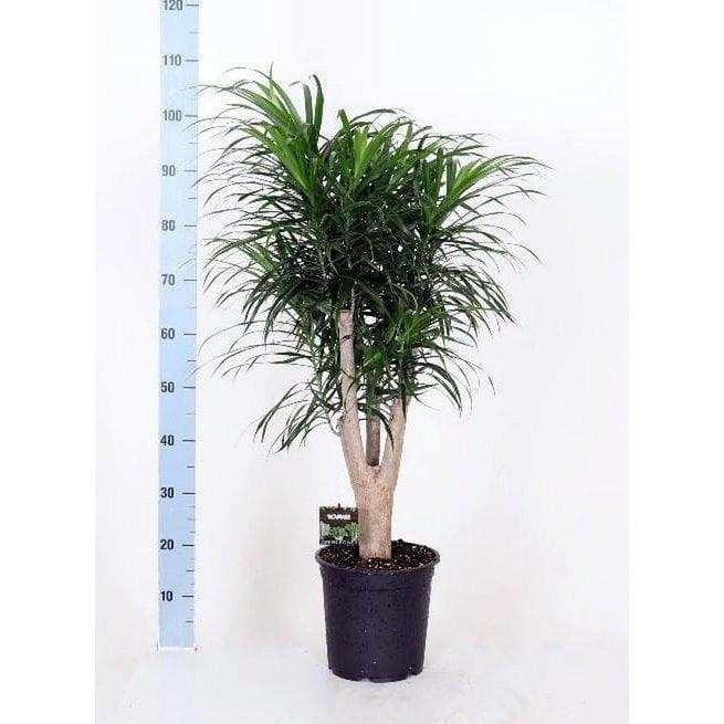 Dracaena Refl. Anita - Ø24cm - ↕90cm - HomeDesign Knaus