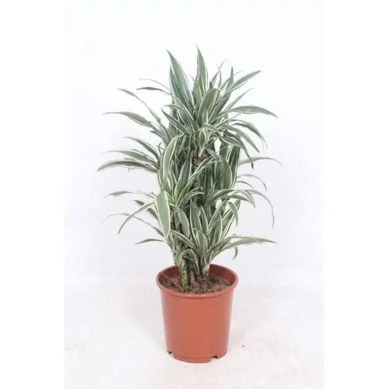Dracaena Weißer Streifen – Ø24cm – ↕100cm - HomeDesign Knaus