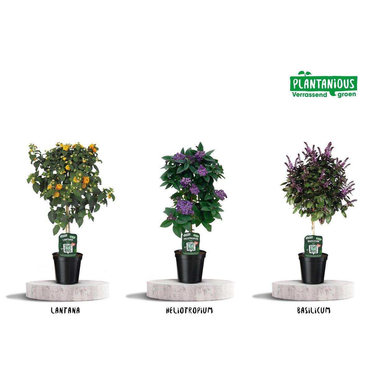 Duftmischung für Kübelpflanzen - 3 Stück - Ø19cm - ↕75cm - HomeDesign Knaus