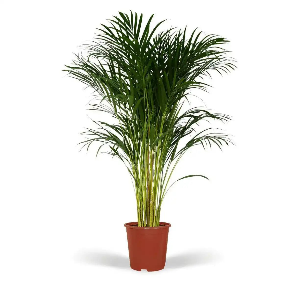 Dypsis Lutescens - Areca-Palme - Ø24cm - ↕120cm - HomeDesign Knaus