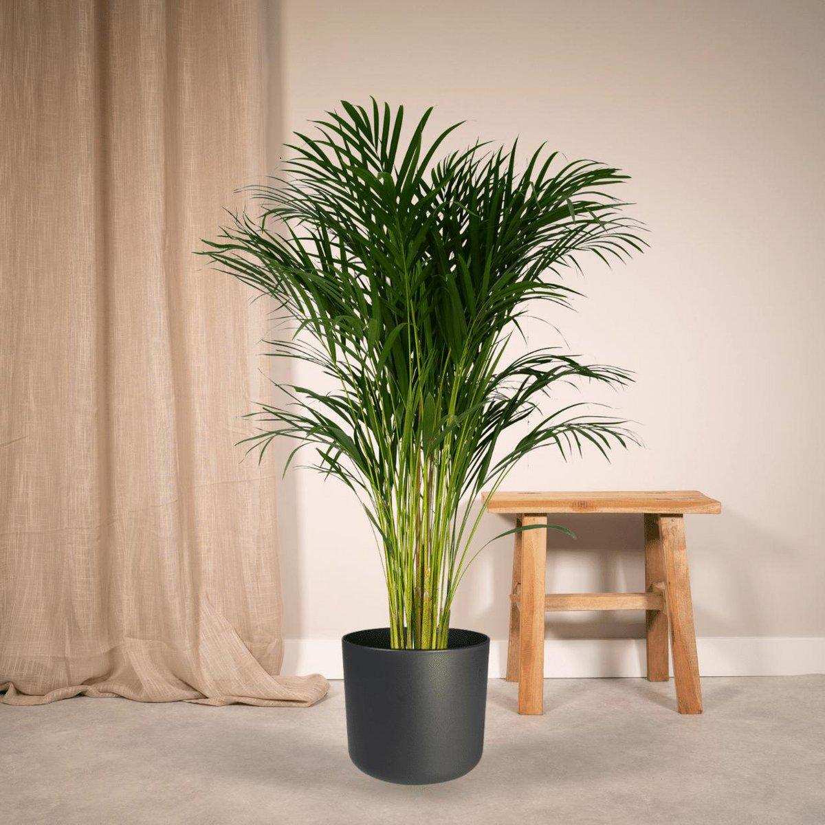 Dypsis Lutescens - Areca-Palme - Ø24cm - ↕120cm - HomeDesign Knaus