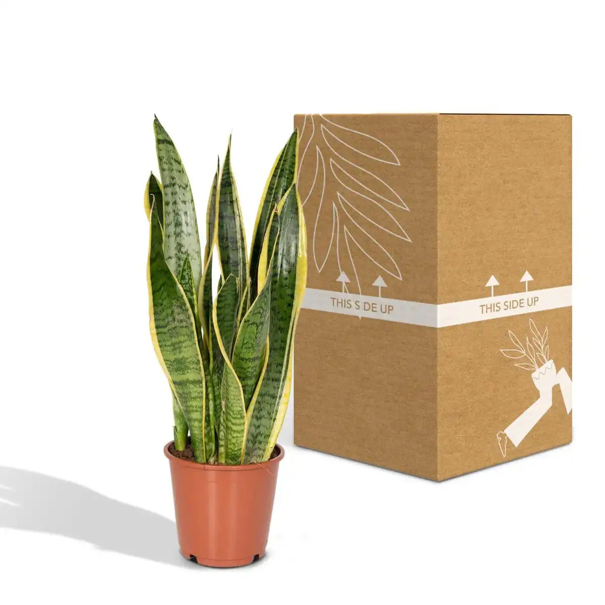 Sansevieria Lawrence | [P14-H40]
