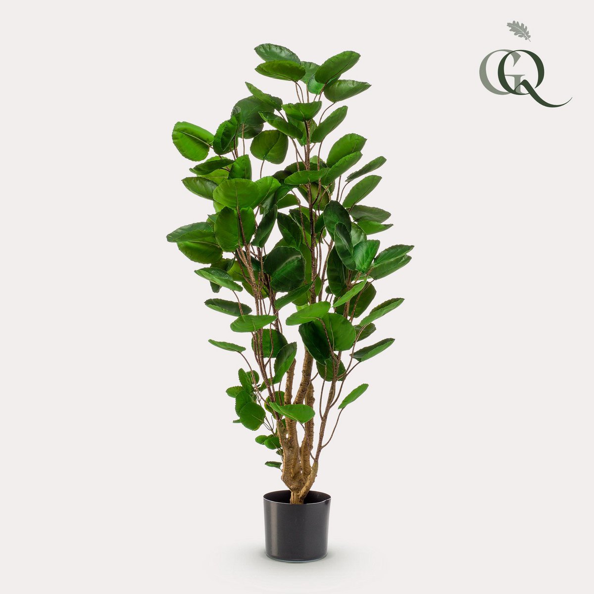 Kunstpflanze - POLYSCIAS - ARALIA - 105 cm