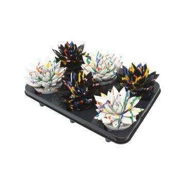 Echeveria Coloured Splash Black&White Mix - 6 Stück - Ø10,5cm - ↕13cm - HomeDesign Knaus