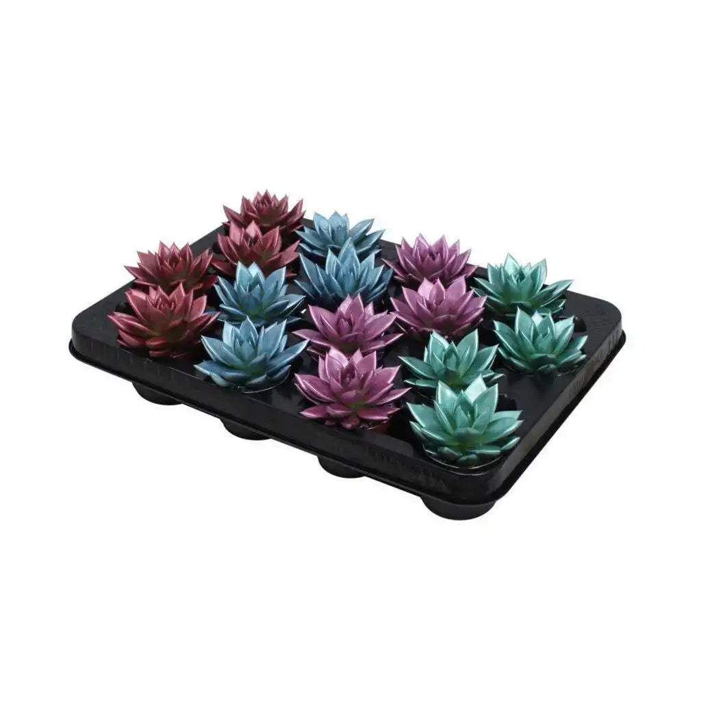 Echeveria farbiger Metallic-Mix – 16 Stück – Ø6 cm – ↕8 cm - HomeDesign Knaus