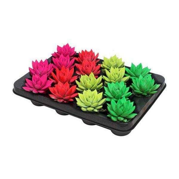 Echeveria Farbiger Neon-Mix – 16 Stück – Ø6cm – ↕8cm - HomeDesign Knaus