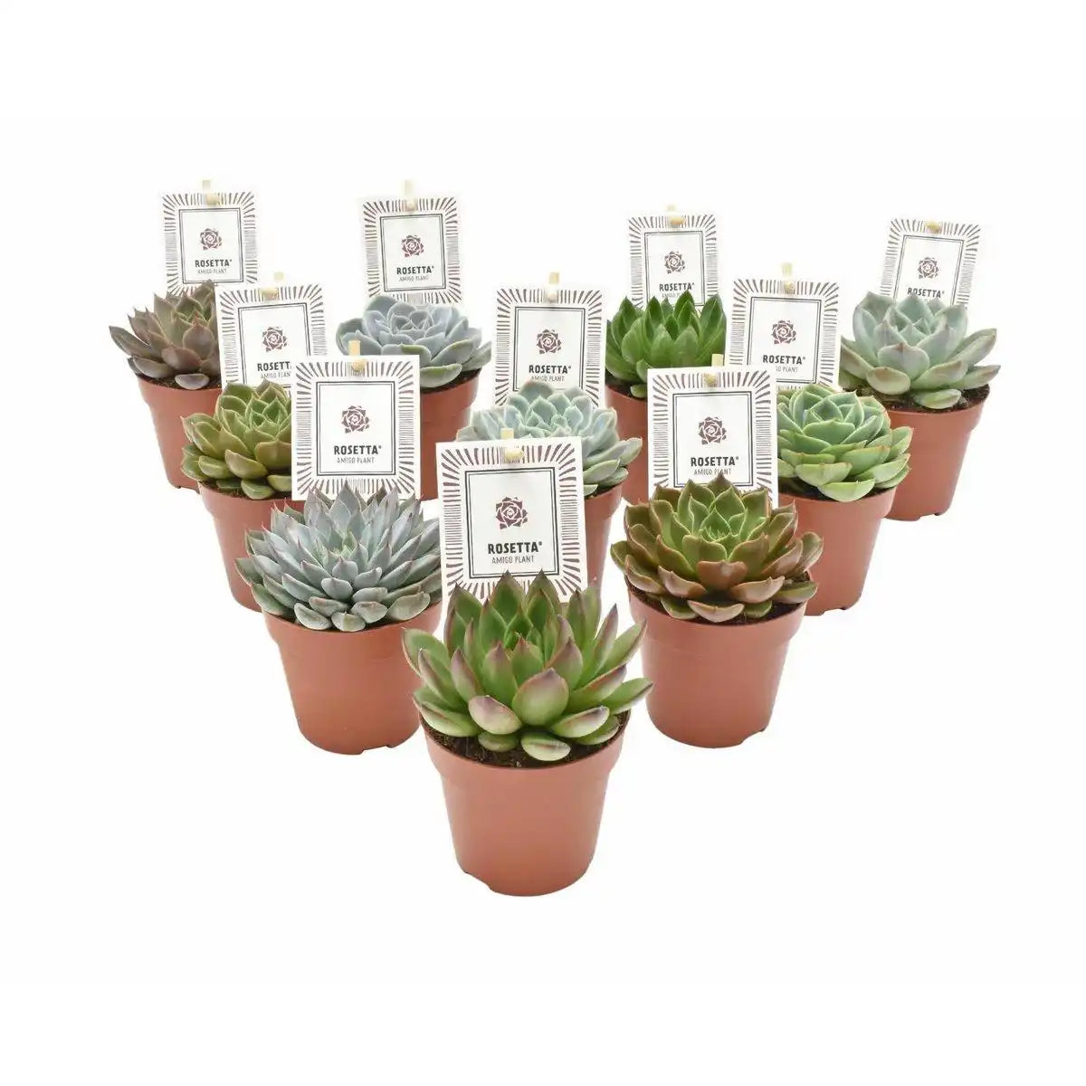Echeveria Rosetta Mix - 10 Stück - Ø8,5cm - ↕14cm - HomeDesign Knaus