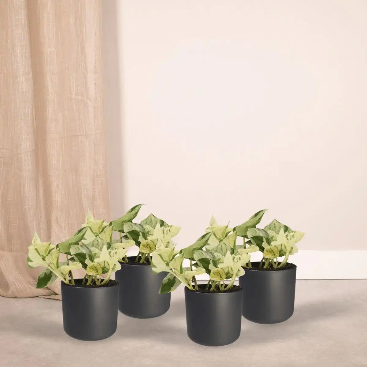 Epipremnum Happy Leaf - 4 Stück - ø12cm - ↕15cm - HomeDesign Knaus
