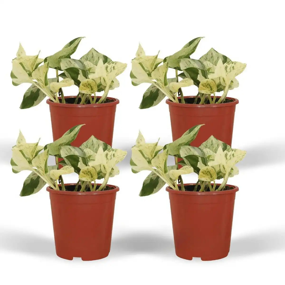 Epipremnum Happy Leaf - 4 Stück - ø12cm - ↕15cm - HomeDesign Knaus