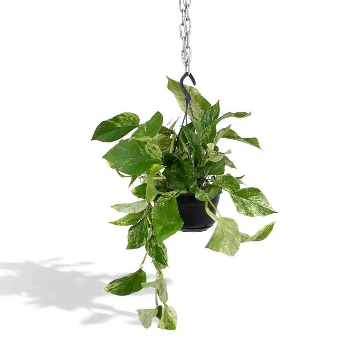 Epipremnum Marmorkönigin - Scindapsus - Ø15cm - ↕25cm - HomeDesign Knaus