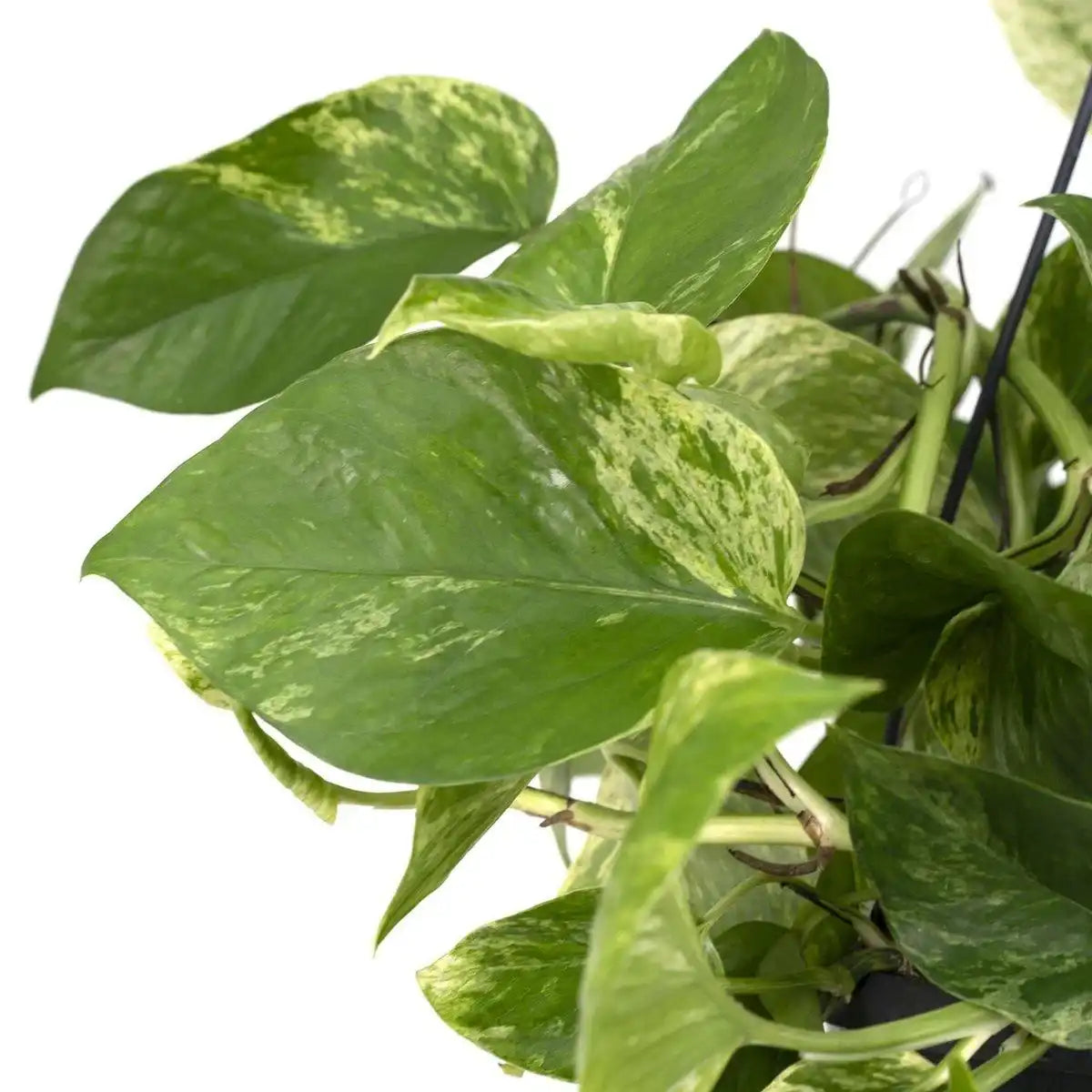 Epipremnum Marmorkönigin - Scindapsus - Ø15cm - ↕25cm - HomeDesign Knaus