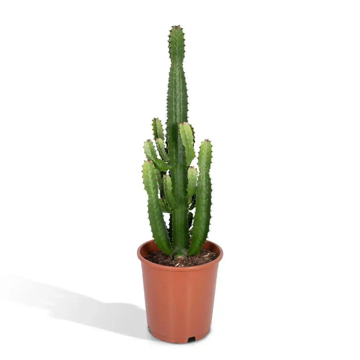Euphorbia Acruensis - Kaktus - Ø24cm - ↕60cm - HomeDesign Knaus